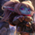 Poppy_0.jpg
