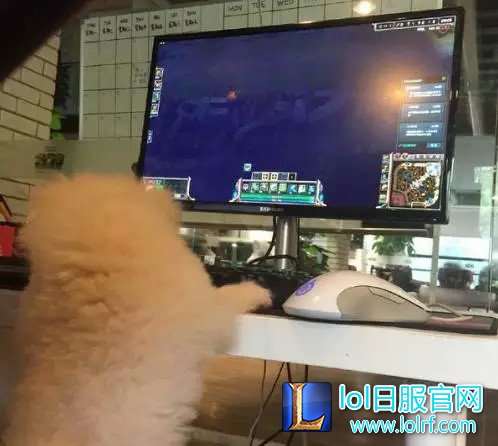 战队萌宠大盘点 队霸NICE人见人爱