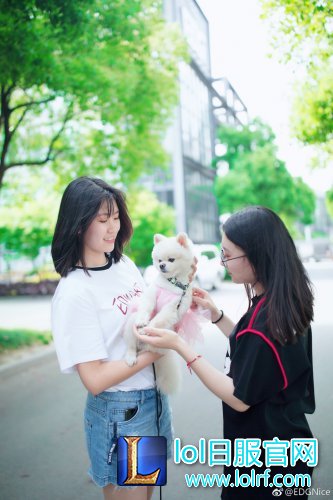战队萌宠大盘点 队霸NICE人见人爱