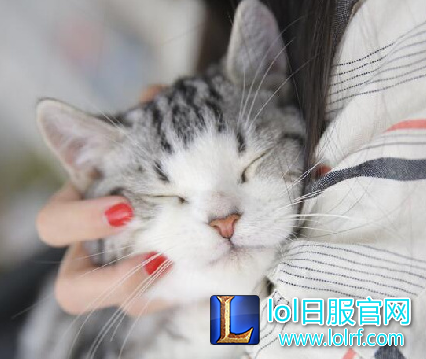 战队萌宠大盘点 队霸NICE人见人爱